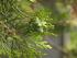 Biota orientalis Biota orientalis